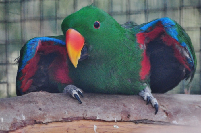 male eclectur parrot